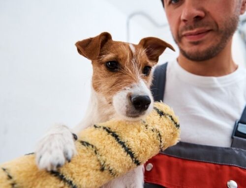 A Guide to Pet Safety During Home Renovation